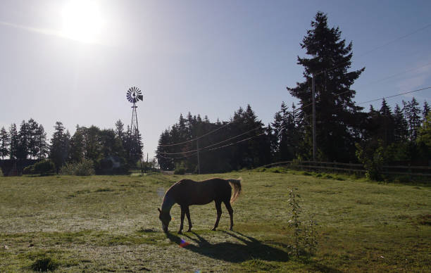 istock Horse grazing at sunrise 1772209828