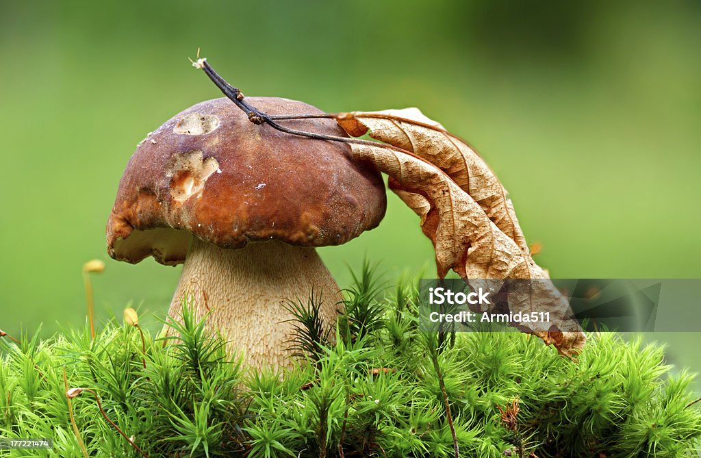 Mushroom Nature scene. Mushroom. Forest Stock Photo