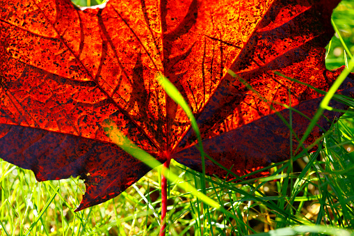 Autumn colored leaf on a meadow in Normandy, France