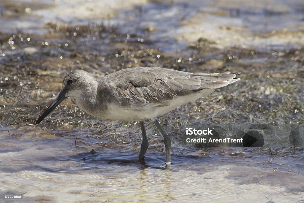 Willet - Zbiór zdjęć royalty-free (Bez ludzi)