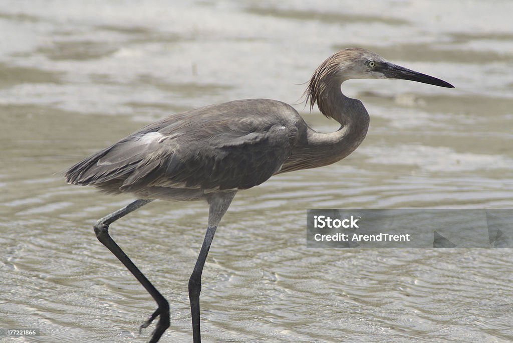 Garzetta rossastra - Foto stock royalty-free di Acqua