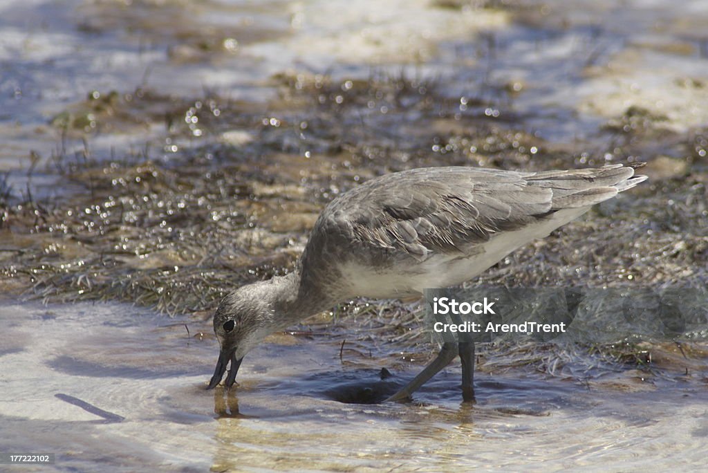 Schlammtreter - Lizenzfrei Fotografie Stock-Foto