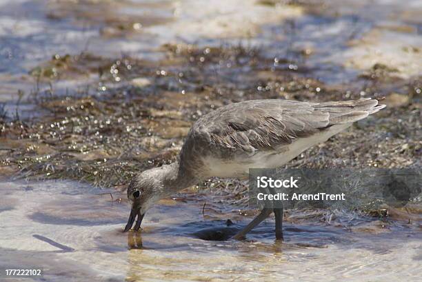 Willet - zdjęcia stockowe i więcej obrazów Biegus - Biegus, Chodzić po wodzie - Położenie, Fotografika