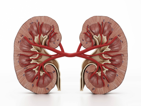 3D structural model of human kidneys. Clipping path is included.