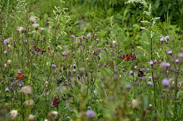 Mariposa sentado en la naturaleza salvaje flores - foto de stock