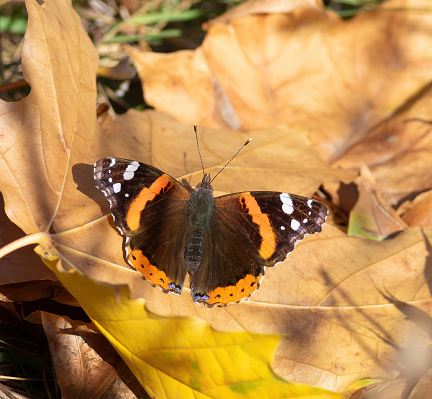 Red admiral, Vanessa atalanta. An autumn morning, a butterfly sits on a yellow leaf