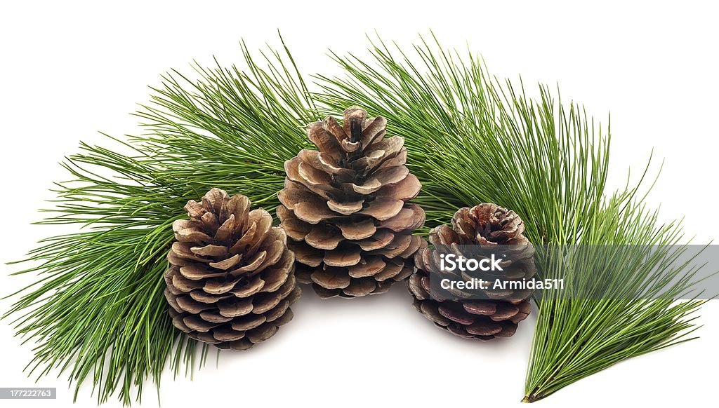 Pinecones cones and spruce branches  Branch - Plant Part Stock Photo