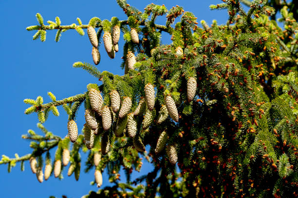 istock young cones on a coniferous tree, spruce paw studded with cones 1772227884