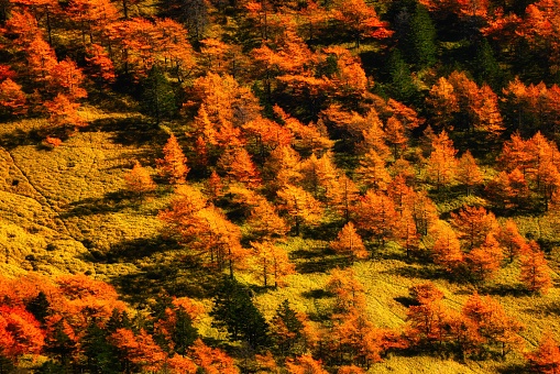 Autumn leaves of deciduous pine on Mt. Asama in Japan