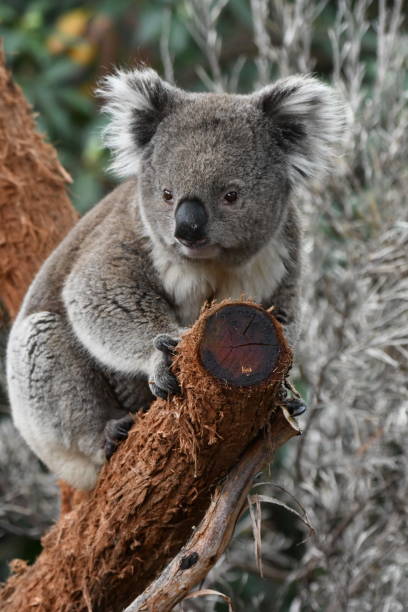 koala - ernstig bedreigde soorten fotos stockfoto's en -beelden