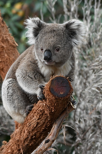 A puzzled koala grasps a thin, brown and broken branch while looking curiously into the distance in the Lone Pine Koala Sanctuary in Australia.  There are trees in the background.