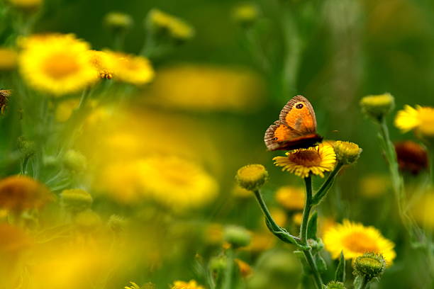 Horizontal image of a Meadow Brown butterfly feeding on Mouse-Ear Hawkweed