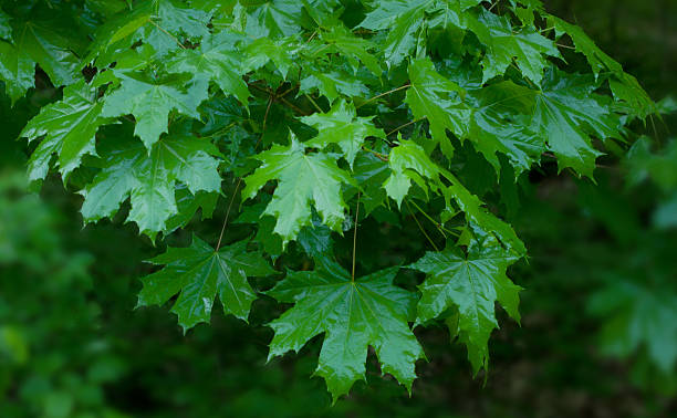 istock Shiny green leaves of a maple 177224128