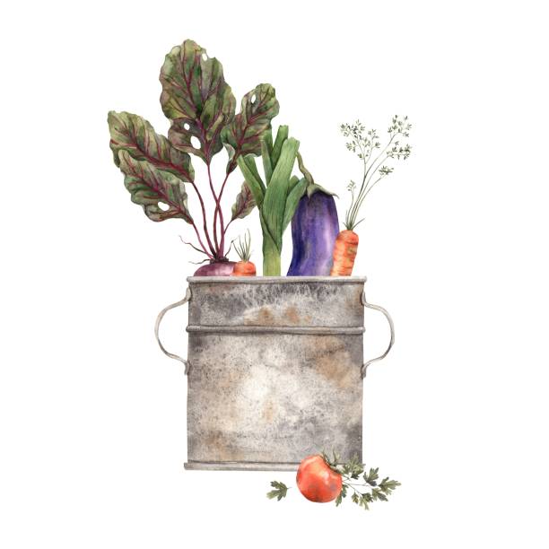 ilustraciones, imágenes clip art, dibujos animados e iconos de stock de composición en acuarela con un barril oxidado y varios vegetales. los elementos se dibujan manualmente. se puede utilizar en carteles, postales, papel, tela - vegetable basket