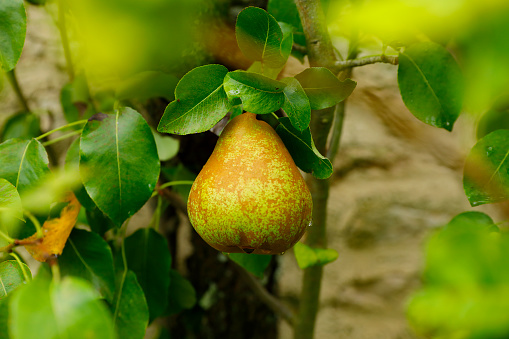 Single ripe pear on a tree  in Normandy