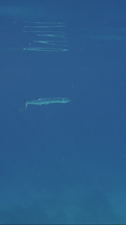 Sea pike swims in blue Ocean on sunny day in sunlight, Slow motion