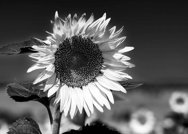 istock black and white sunflower seed field 1772257044