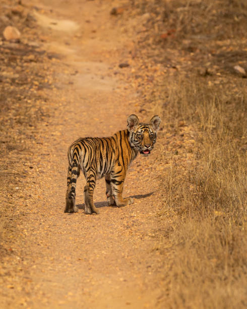 istock wild bengal tiger or panthera tigris cute little bold tiny cub face expression without mother eye contact on track or road forest safari at bandhavgarh national park tiger reserve madhya pradesh india 1772260426