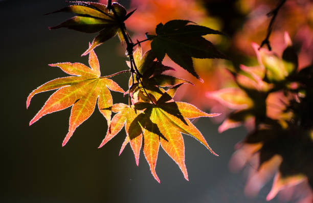 istock Beautiful maple leaf against a sunlight, in spring season at a botanical garden. 1772261605