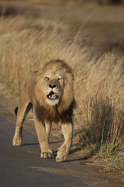 istock Large Male LIon on Road 177226694