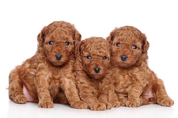 istock Toy-poodle puppies (30 days) on a white background 177226725
