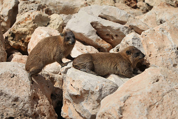 Cape hyrax (Procavia capensis) African Rock Hyrak (Procavia capensis) on a rock in South Africa. hyrax stock pictures, royalty-free photos & images
