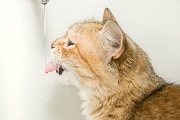 Cat drinking water stock photo