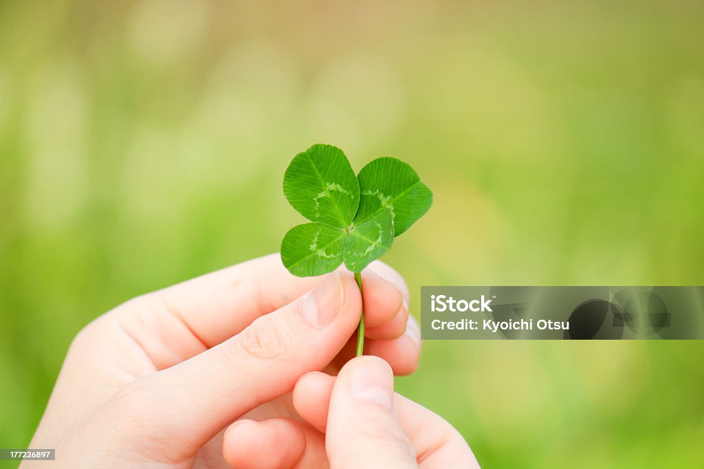 Photo of two hands holding up a green four leaf clover Four-leaf clover in Nature Four Leaf Clover Stock Photo