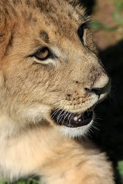 "A young lion cub close up in Eastern Cape, South Africa"