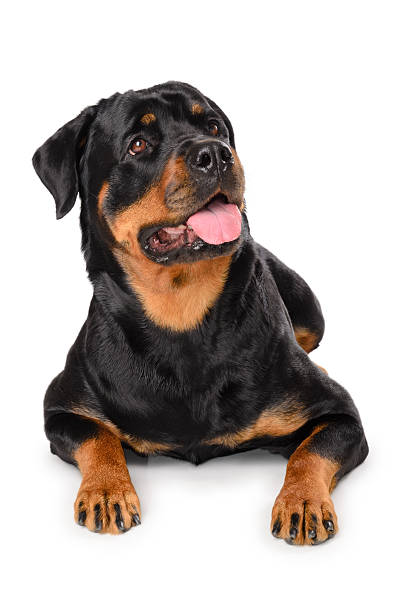 Portrait of young Rottweiler stock photo