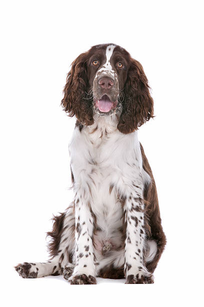 spaniel springer - springer spaniel dog pets animal imagens e fotografias de stock