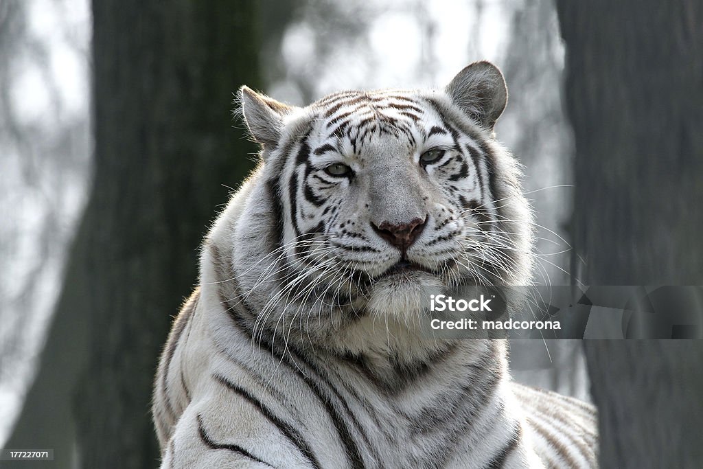 white bengal tiger portrait of a white bengal tiger Animal Stock Photo
