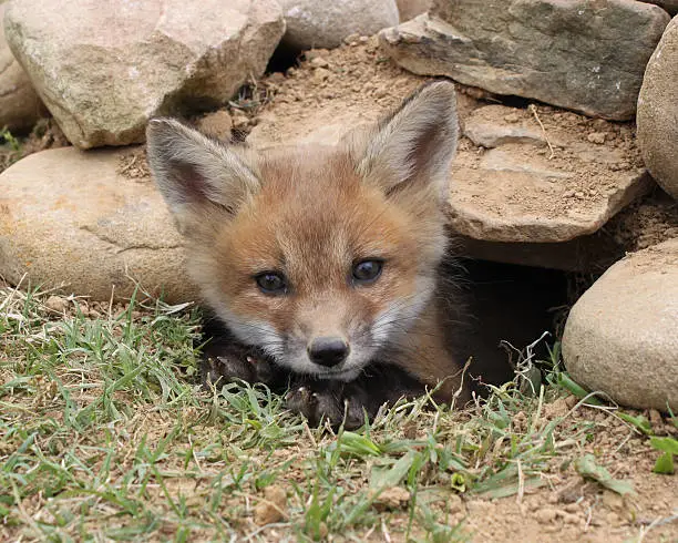 Baby fox peeping its head out of its den!