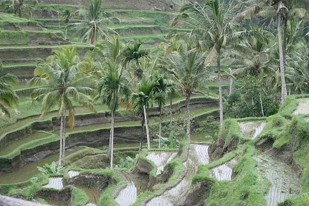 Asian landscape of rice terraces