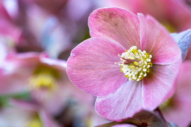 Christmas Rose stock photo