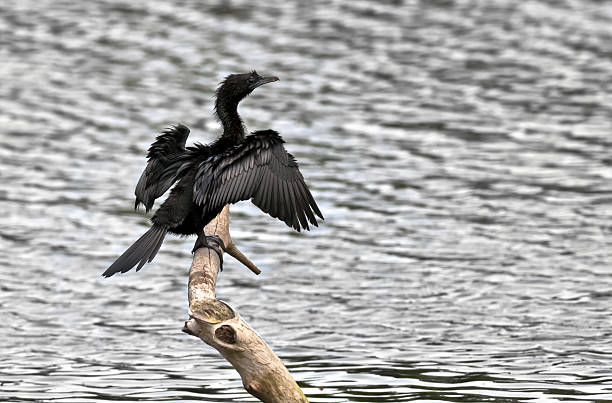 Little Cormorant Phalacrocorax niger basking sunlight wings waterbody