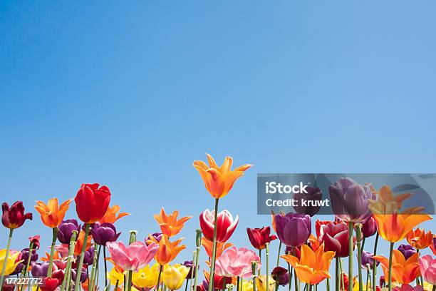 Красочные Тюльпаны Нидерландов — стоковые фотографии и другие картинки Вариация - Вариация, Горизонтальный, Небо