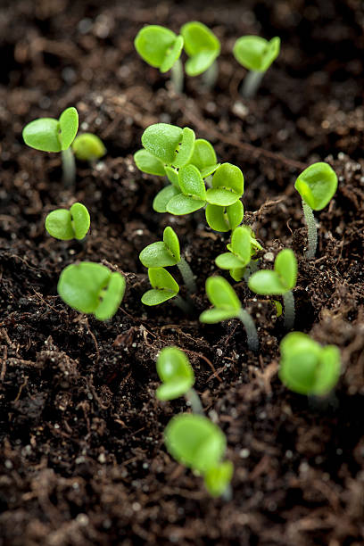 istock Young plants in the soil, seedling 177227887