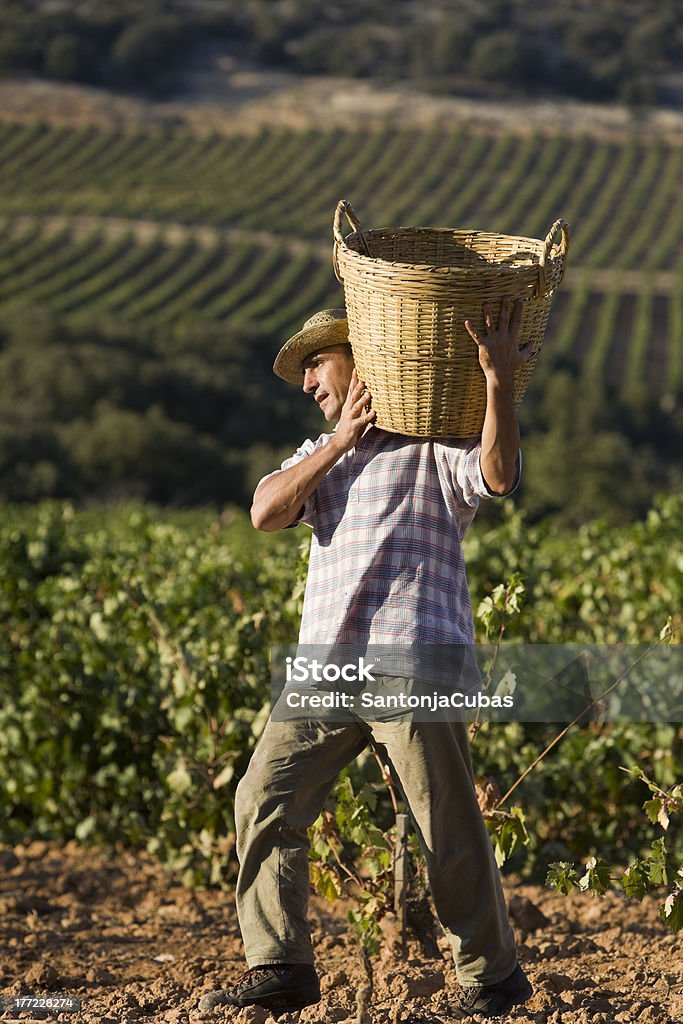 Grape harvest in Spain Young worker in the grape harvest in Spain Agriculture Stock Photo