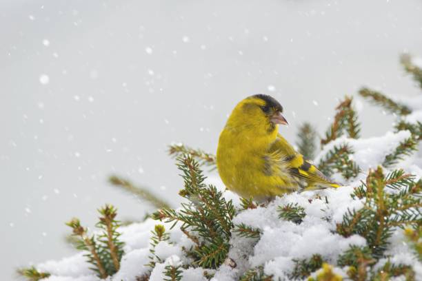 zimowa sceneria z czyżykiem zwyczajnym (spinus spinus) - czyżyk zdjęcia i obrazy z banku zdjęć
