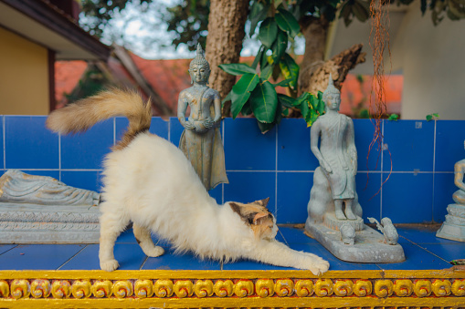 Cat  resting in buddhist temple enjoying serenity
