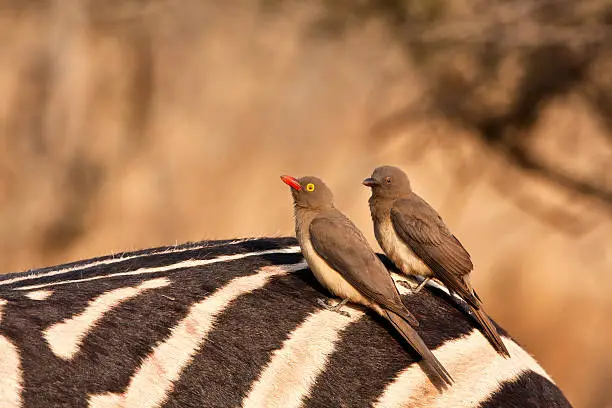 Two redbilled oxpeckers sitting on a zebra's but