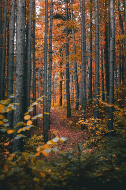 istock Magical scenery in the forest with path surrounded by pine trees. 1772287781