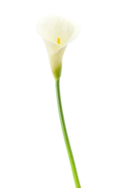 オランダカイウユリ一輪の花で分離白背景 - lily nature flower macro ストックフォトと画像