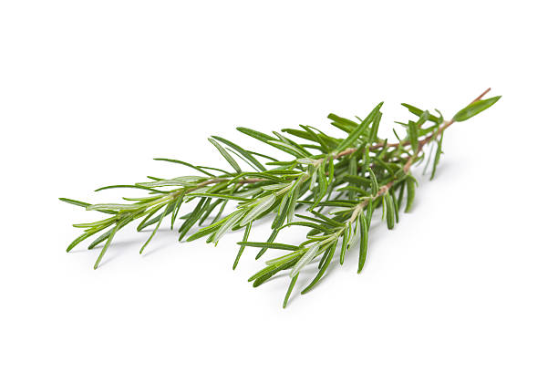 istock Twig of rosemary 177229202