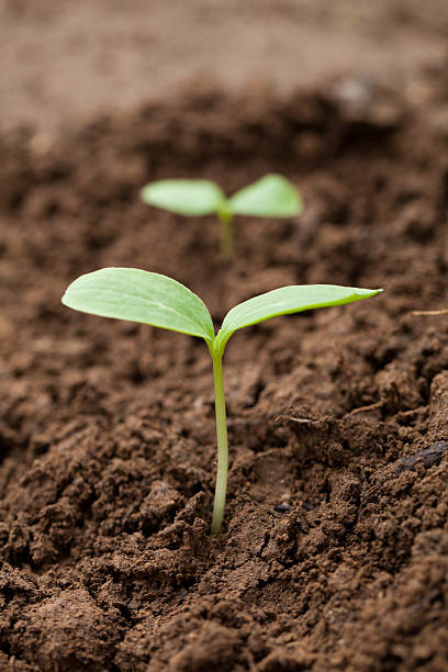 istock Sprout growing out of Dirt 177229295