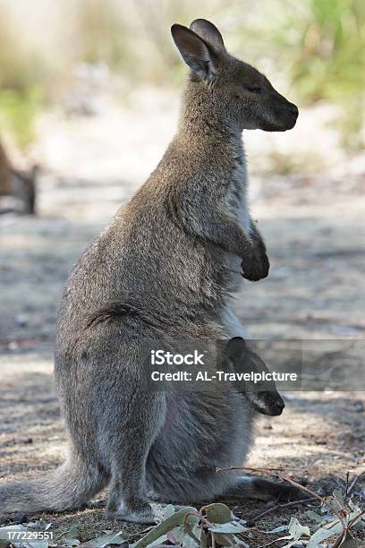 Bennett Wallaby Australia - zdjęcia stockowe i więcej obrazów Australia - Australia, Czerwony-necked Wallaby, Dzikie zwierzęta