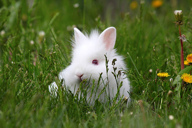 istock dwarf white bunny in green grass 177229564
