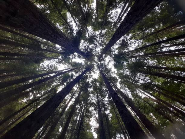istock Treetops of redwoods 1772298266