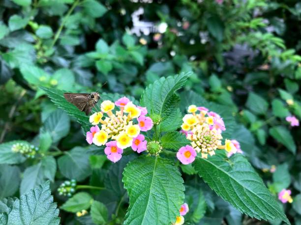 istock Butterfly with flowers 1772300386